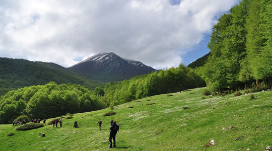 Pollino